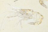 Three, Large Cretaceous Fossil Shrimp - Hjoula, Lebanon #173359-4